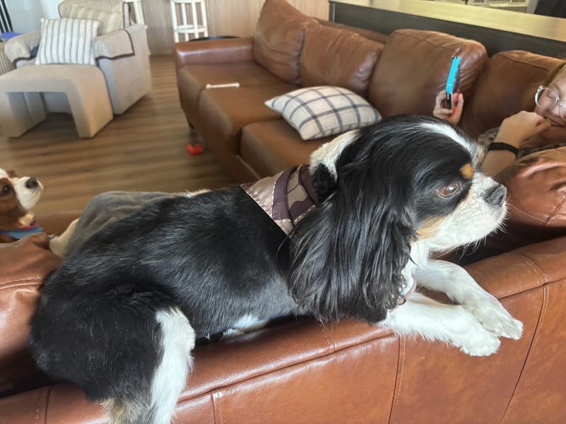 A black-and-white Cavalier spaniel stretched out along a leather sofa at home