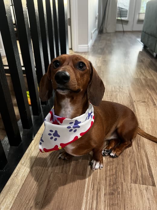 A freshly bathed dachshund sitting on a wooden floor in a white paw-print bandana