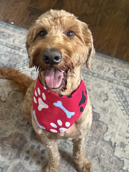 A groomed goldendoodle standing on a rug in a red bone-print bandana, tongue out