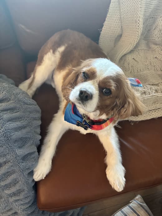 A Cavalier King Charles spaniel resting on a leather chair after a bath